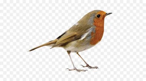 Bird text