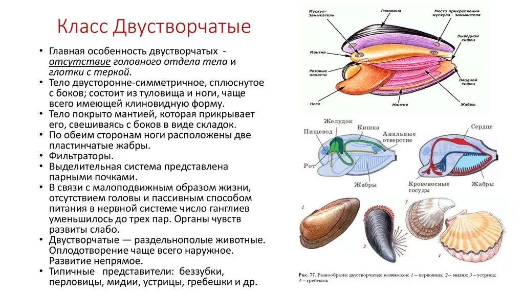 Моллюски различия