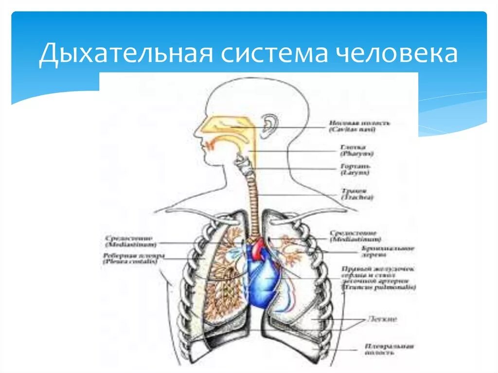 Органы обеспечивающие дыхание человека