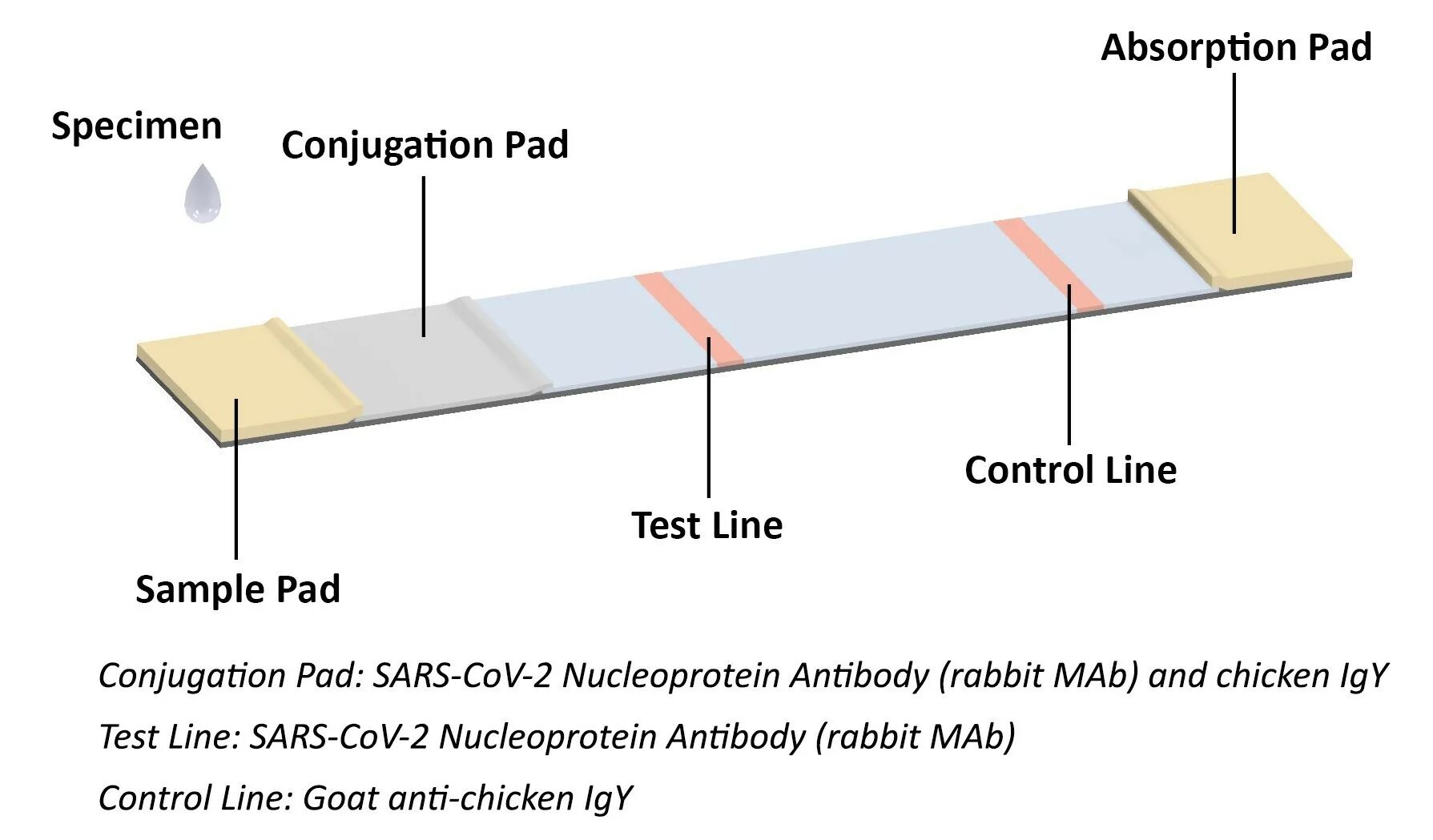 When test. Covid 19 antigen detection kit инструкция по применению. negative antigen rapid test certificate. clearadip test (клирадип тест). carestart covid-19 antigen test qr code negative.