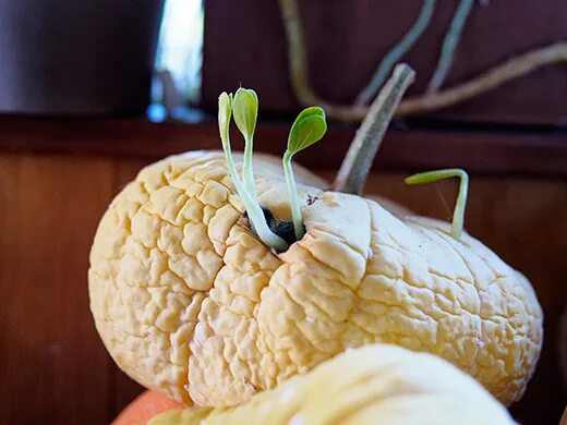 проросшая тыква