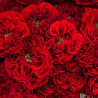 Rose monster