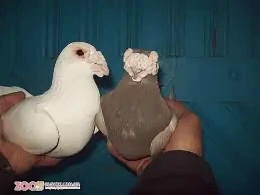 Голубей драконов