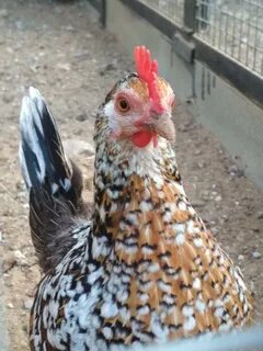 Русский королек