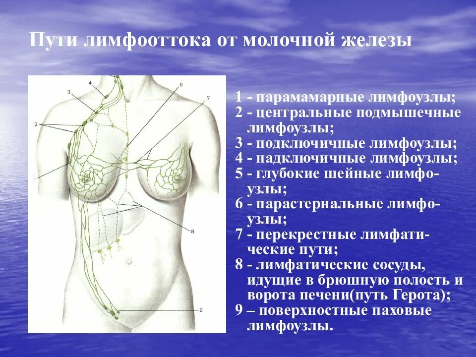 Лимфоузлы при рмж. Пути лимфооттока молочной железы. Схема лимфооттока от молочной железы. Зоны лимфооттока молочной железы. Лимфоток молочной делезы.