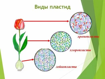 Выберите виды пластид