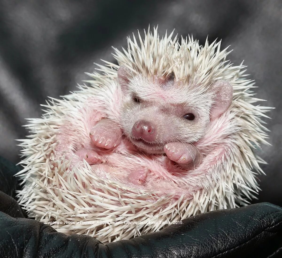 Розовые ежи. Красный ежик. Розовый ежик игрушка. Африканский ёжик розовый. Мягкая игрушка розовый еж.