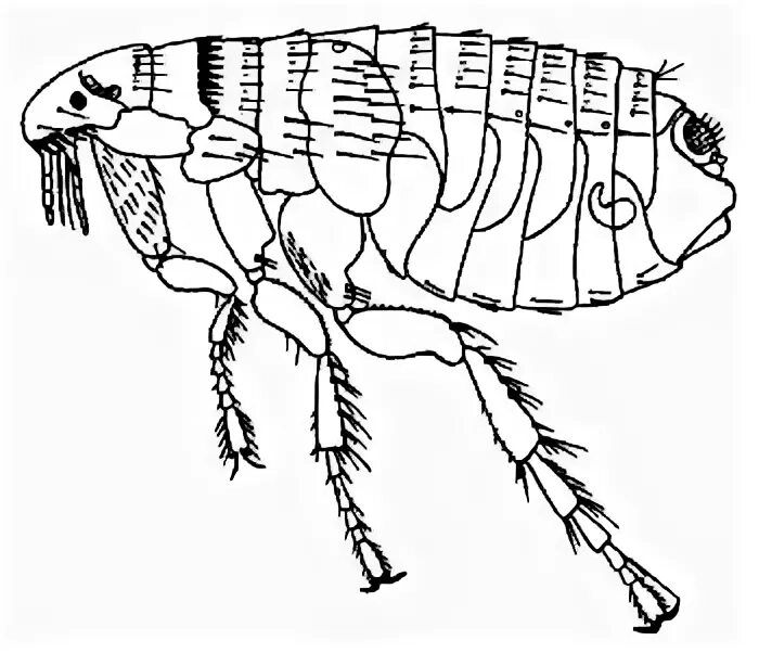 Какой тип метаморфоза характерен для человеческой блохи. Строение блохи. Анатомия блохи. Крысиная блоха строение. Собачья блоха строение.