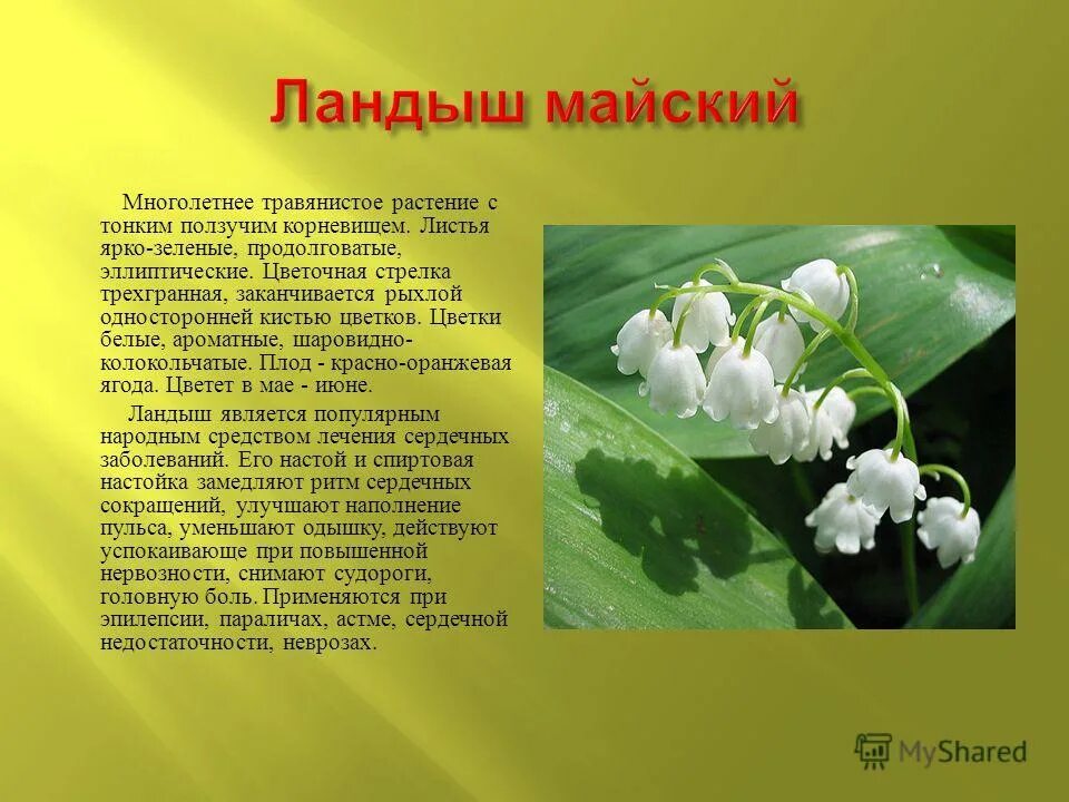 мать и мачеха растение. копытень кавказский. корень сорняка пырея. гравилат городской geum urbanum l. пырей ползучий.