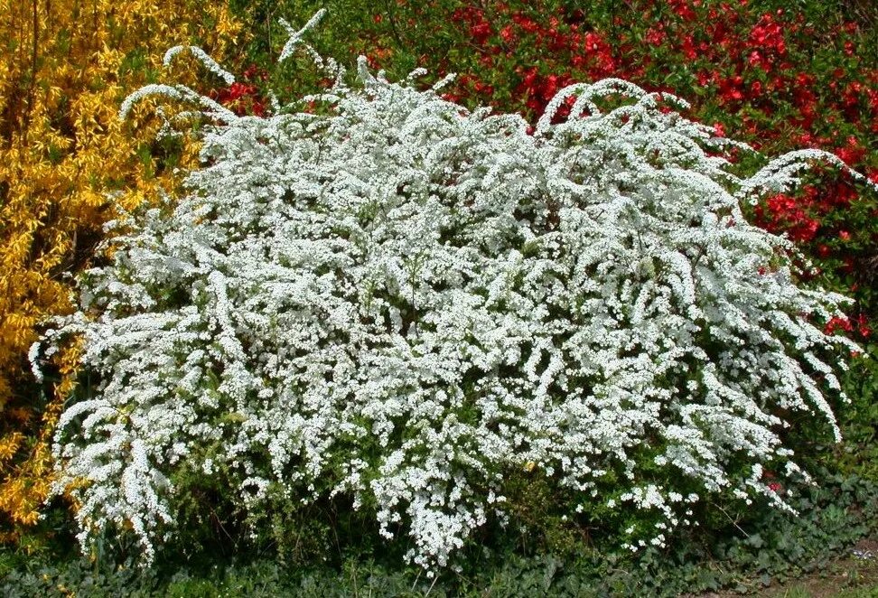 Спирея декоративные кустарники фото. Спирея аргута. Спирея аргута (Spiraea arguta). Спирея острозубчатая аргута. Спирея серая аргута.