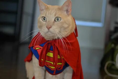 Supercat
