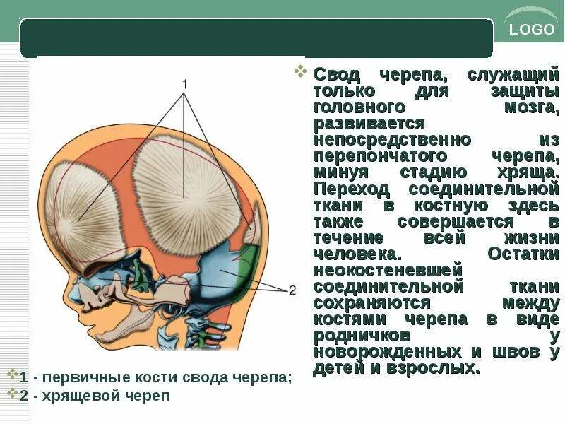 24 свод. Образования костей свода черепа. Хрящевое стадия мозгового черепа. Стадии развития костей свода черепа. Соединительные ткани черепа.