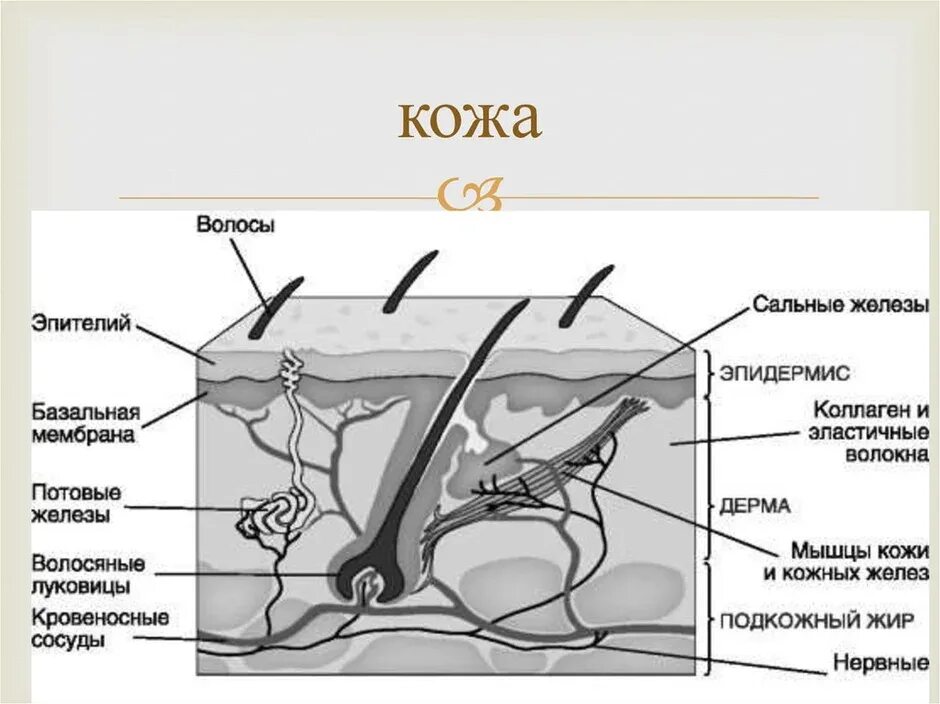 Строение и функции кожи тест 8 класс. Схема строения кожи ЕГЭ. Рис 59 строение кожи. Строение кожи человека рисунок ЕГЭ биология. Схема строения кожи структура.