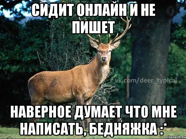 Мемы про оленя парня. Онлайн и не пишет. В сети и не пишет. Сидит и молчит