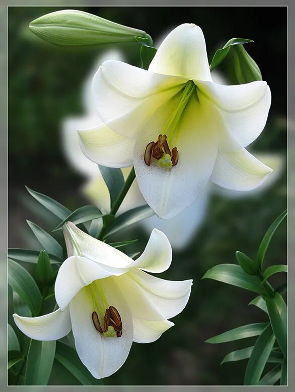 Ароматные лилии. Лилия белая ароматная. Лилия белая пахучая. Лилия душистая белая. Благоухающие лилии.