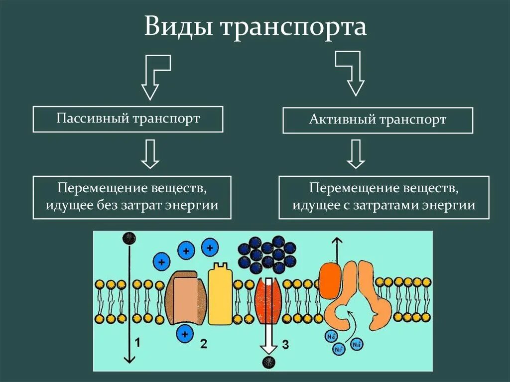 Мембранный транспорт активный и пассивный. Виды активного транспорта веществ через мембрану клетки. Активный и пассивный транспорт через мембрану. Активный и пассивный транспорт микробиология.