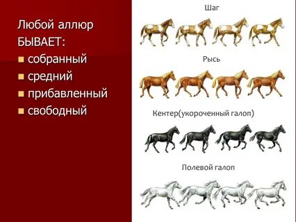 4 аллюра