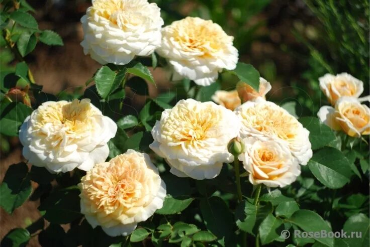 роза геофф гамильтон. роза шверин мускусная. революцион роза. роза институт люмьер энциклопедия роз галерея. розы вашей мечты отзывы.