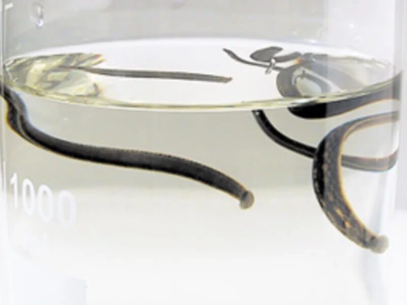 Сухов константин васильевич гирудотерапия. Гирудотерапия. Медицинская пиявка гирудотерапия. Гирудотерапия в петербурге. Пиявки в петербургских аптеках.