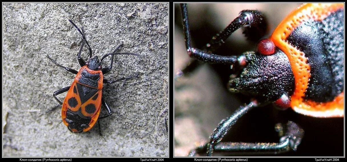 Клоп-солдатик – Pyrrhocoris apterus. Наземник красноклоп. Спаривание клопов солдатиков. Двойники клопа солдатика.