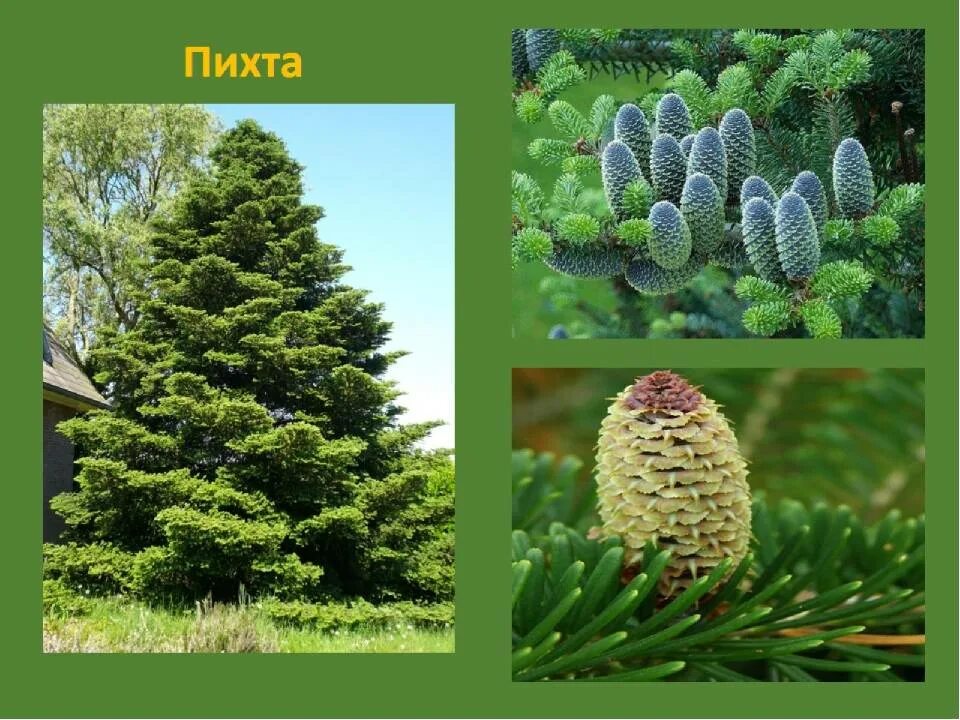 Несколько хвойных растений