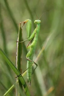 European Mantis - Mantis religiosa (14765804441).jpg. 