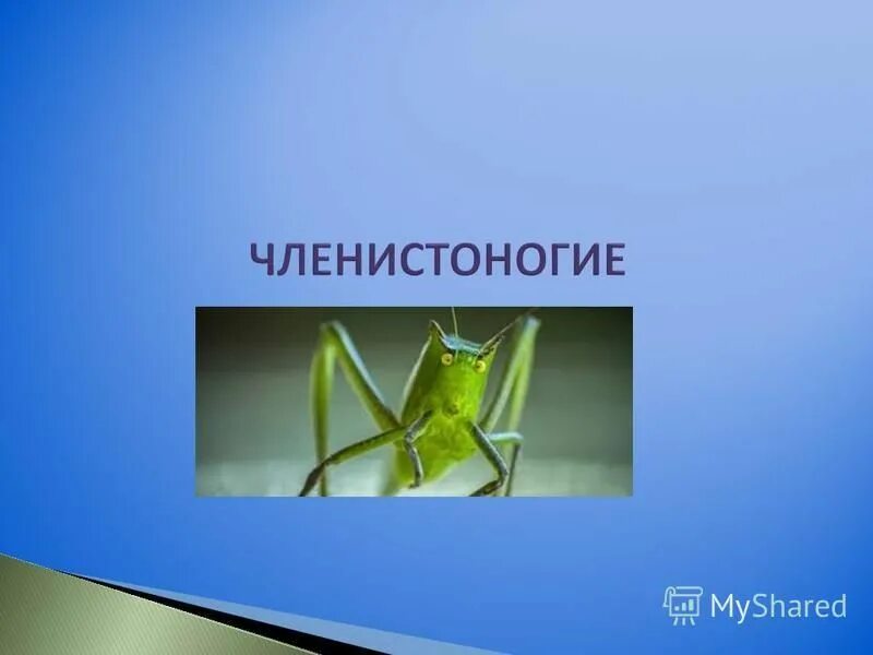 Какие животные являются раздельнополыми членистоногие. Какие животные являются раздельнополыми членистоногие
