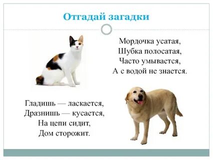 Спереди погладишь загадка