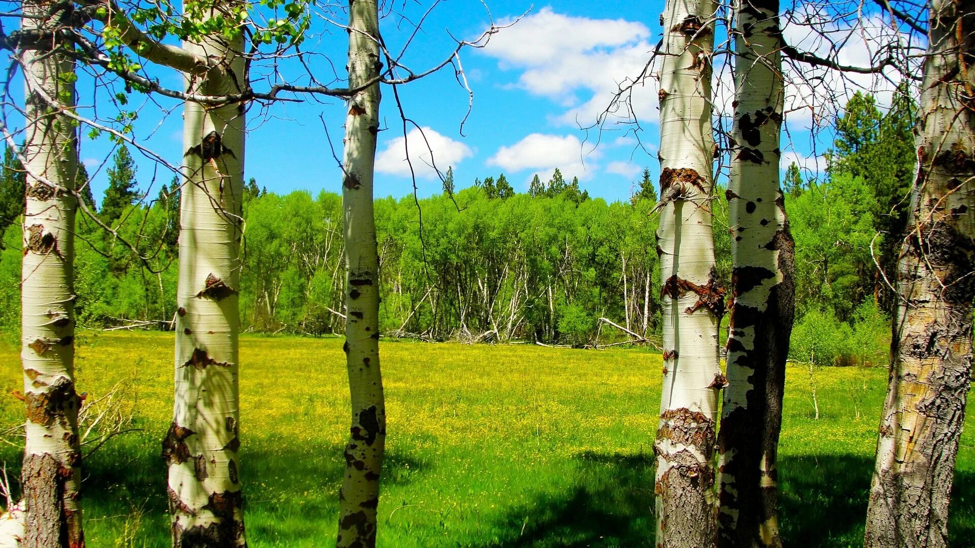 Береза живая природа. Береза в Удмуртии. Русские леса. Березовый лес. Русские березы.