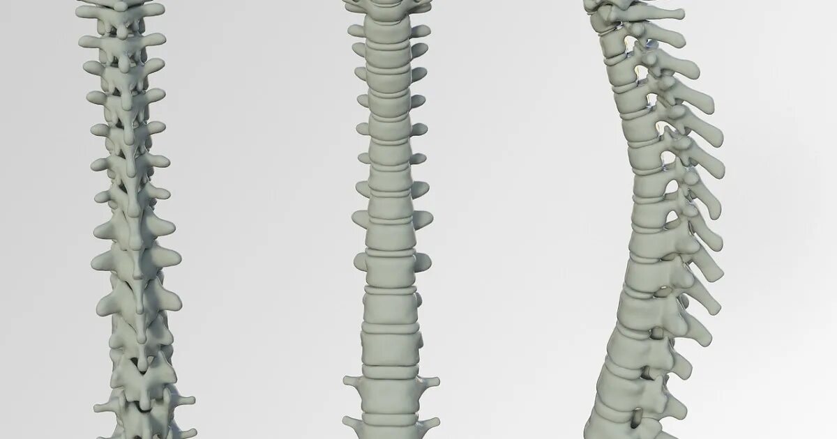 Backbone s