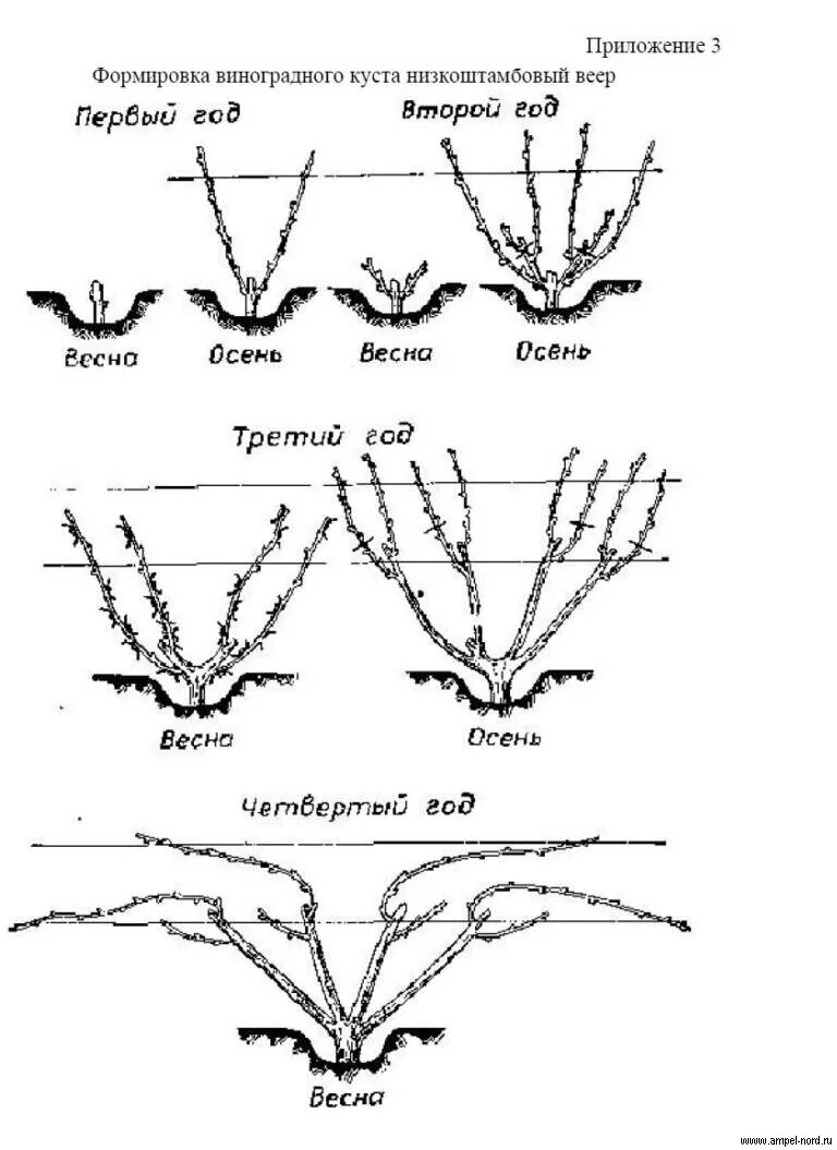 Формирование винограда весной. Схемы формирования виноградного куста. Обрезка куста винограда. Формировка куста винограда для начинающих. Формирование винограда весной.