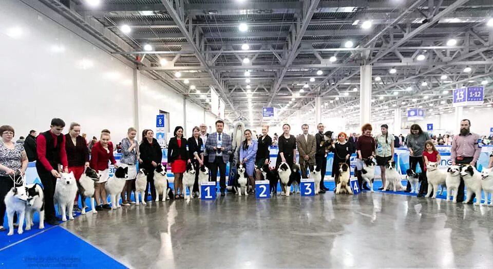 Выставки собак в москве в марте. Выставка собак Евразия. Выставка Евразия 2022. Евразия 2023 выставка собак. FCI выставка.