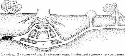 Тоннели крота