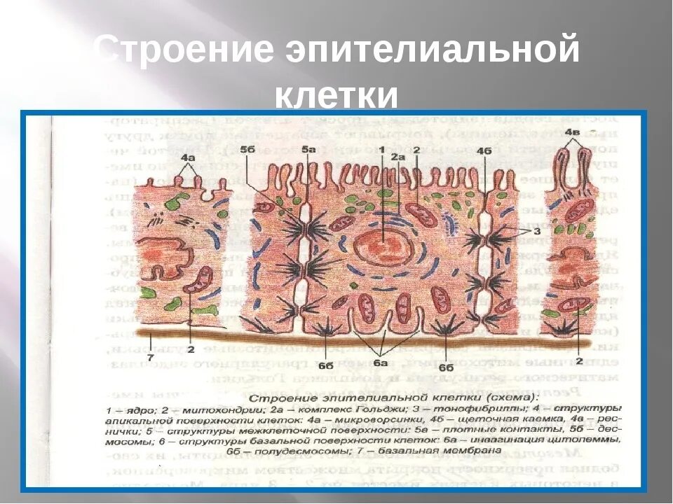 Форма клеток однослойного эпителия. Железистый эндокринный эпителий строение. Многорядный реснитчатый мерцательный эпителий. Однослойный кубический эпителий гистология. Строение эпителиальной ткани анатомия.
