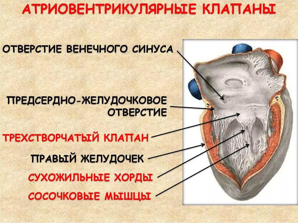 Сердце анатомия отверстие венечного синуса. Строение сердца анатомия венечный синус. Строение сердца венечный синус. Правое предсердие отверстие венечного синуса. Клапан правого предсердно желудочкового отверстия