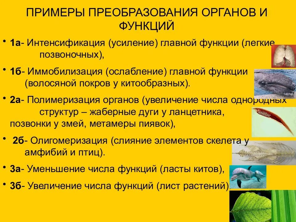 Эволюция органов и функции. Эволюция органов и функций. предпосылки преобразования органов. принципы эволюционного преобразования органов и функций. основные предпосылки преобразования органов и систем.