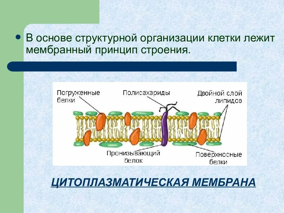 Мембранный принцип строения. Мембранный принцип строения