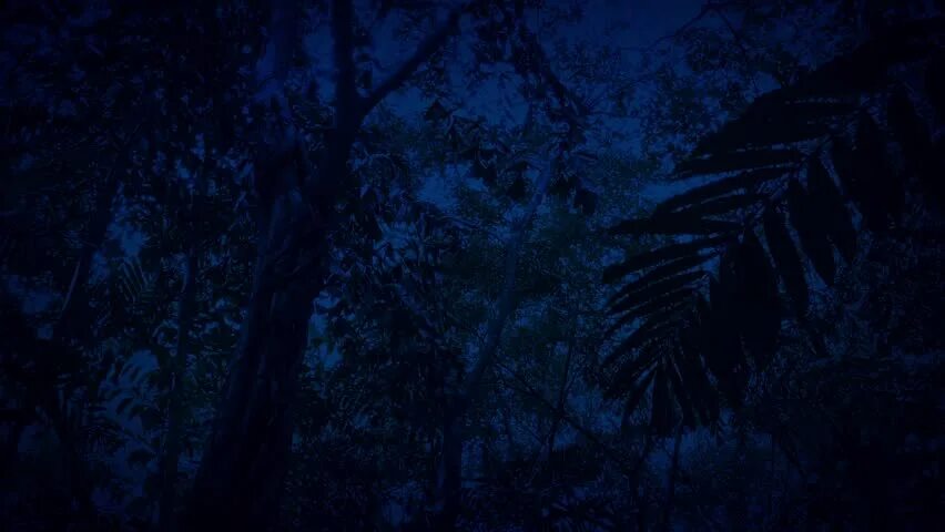 Джунгли ночью. Синие джунгли. Синие джунгли фон. Джунгли ночью фото. Другой джунглей