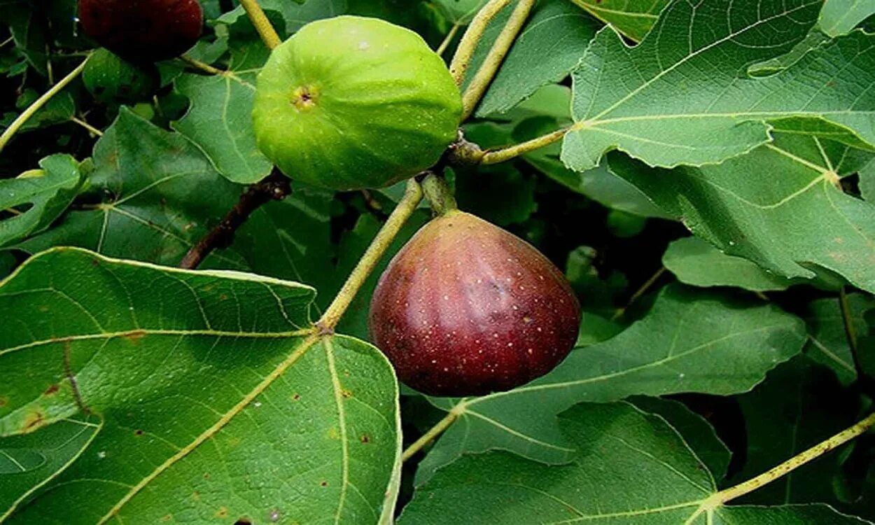 Инжир род каких деревьев. Фикус карика инжир. ficus carica дерево. инжир обыкновенный смоковница. инжир фиговое дерево.