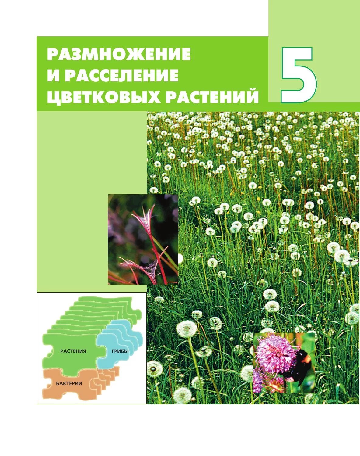 Орган размножения и расселения. Расселение растений. Размножение и расселение цветковых растений. Биология Викторов. Биология. 6 Класс. Учебник.