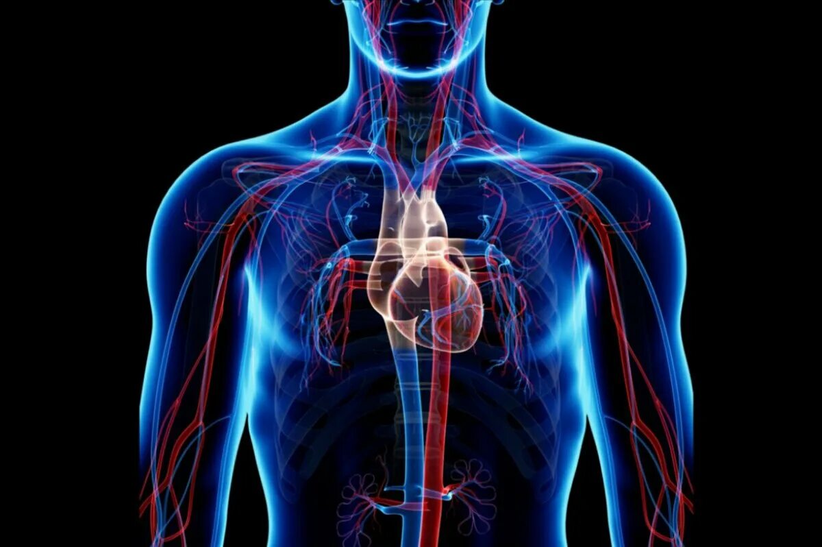 Cardiovascular system. Сердечно сосудистая система. Сердечносусудистая система. Сердечкососудестая система. Сосудистая система человека.