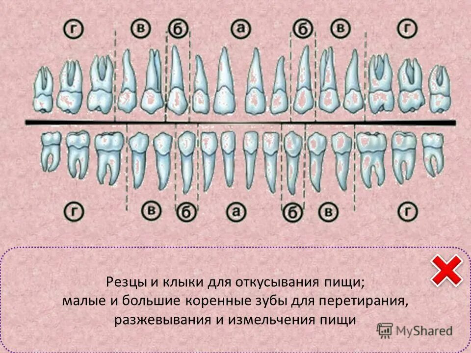 Строение зубов млекопита. Информация про зубы человека. Схема зубов верхней и нижней челюсти. Какие зубы перетирают пищу. Химическая обработка пищи в ротовой полости.
