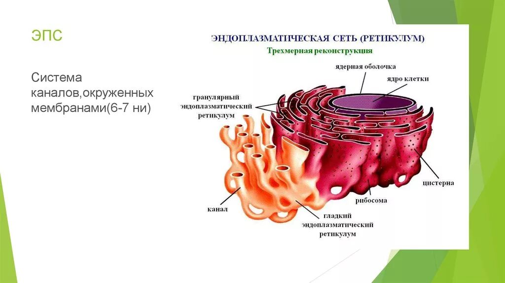 Строение эндоплазматический ретикулум клетки. Эндоплазматическая сеть строение рисунок. Эпс строение и функции