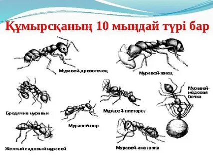 Кискадағы құмырсқалар