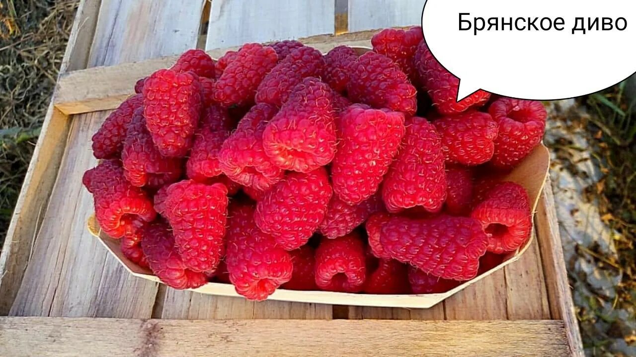 Малина ремонтантная Брянское диво - купить в Новосибирске, цена 200 руб., продан