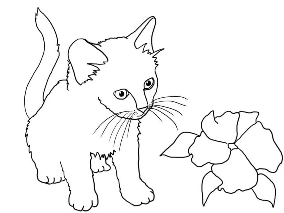 Кошка без цвета. Котенок. раскраска. котенок для раскрашивания. раскраски для девочек животные. кошка раскраска для детей.