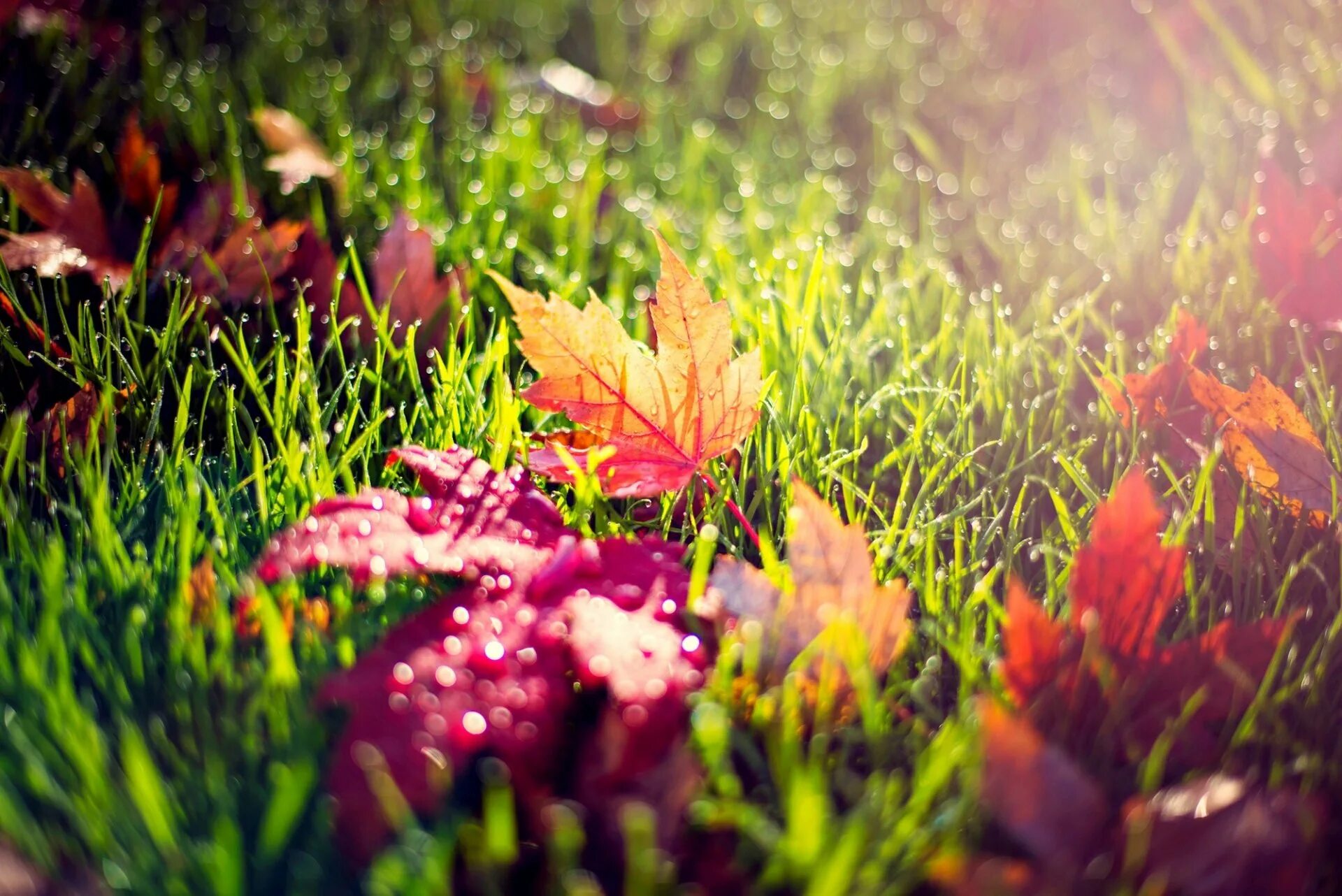 Осенние цветы. Осенний фон на рабочий стол. Осенняя трава. Растения осенью. Осень какая трава