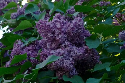 Сирень у нашего крылечка слушать кучина