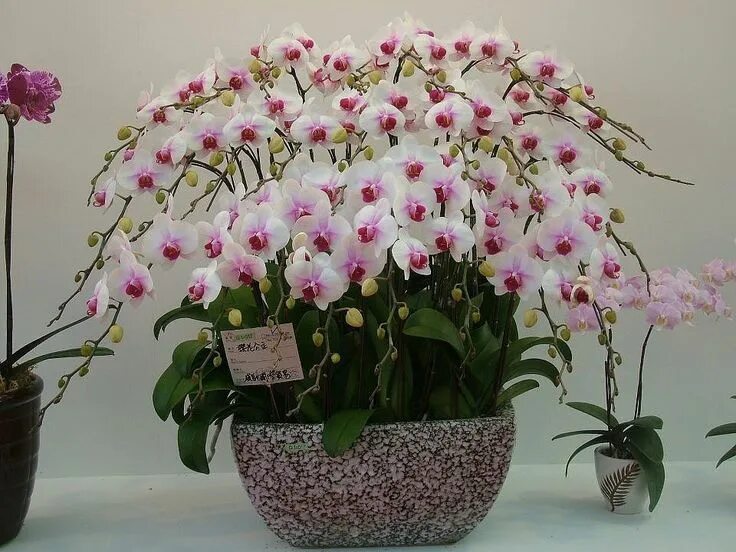 Características y cuidados necesarios del Dendrobium nobile Orchidée, Entretenir