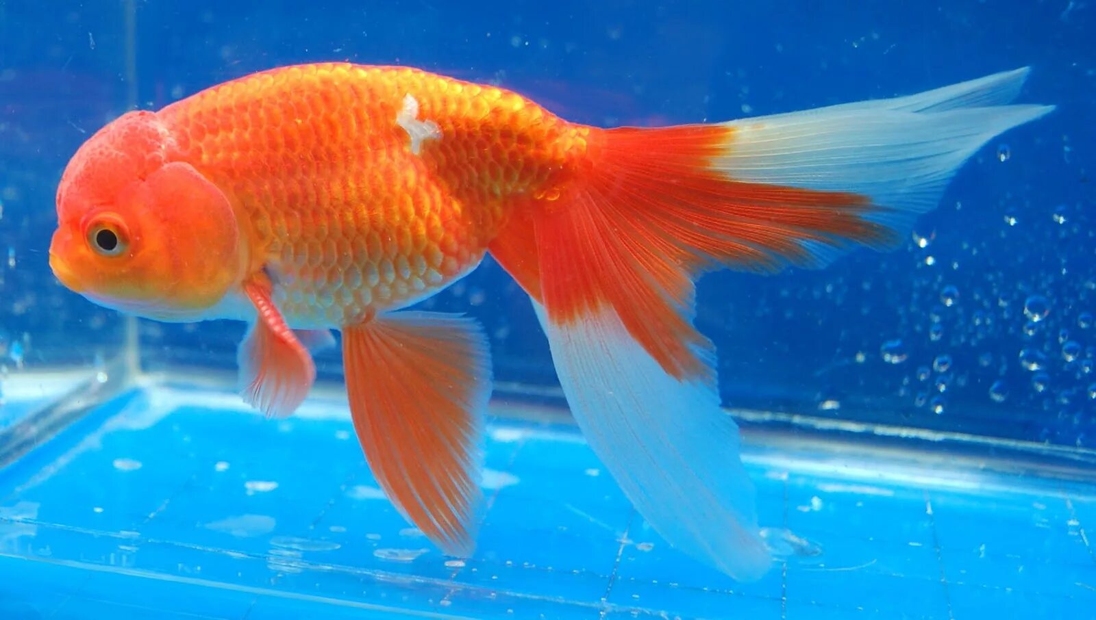 Pets fish. Золотая рыбка аквариумная. Большая Золотая рыбка аквариумная. Большие золотые рыбки. Золотая рыбка в аквариуме.